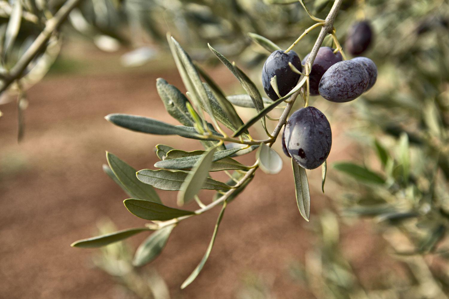 Venterra - Le Fineza - Home Interior Chalet Design