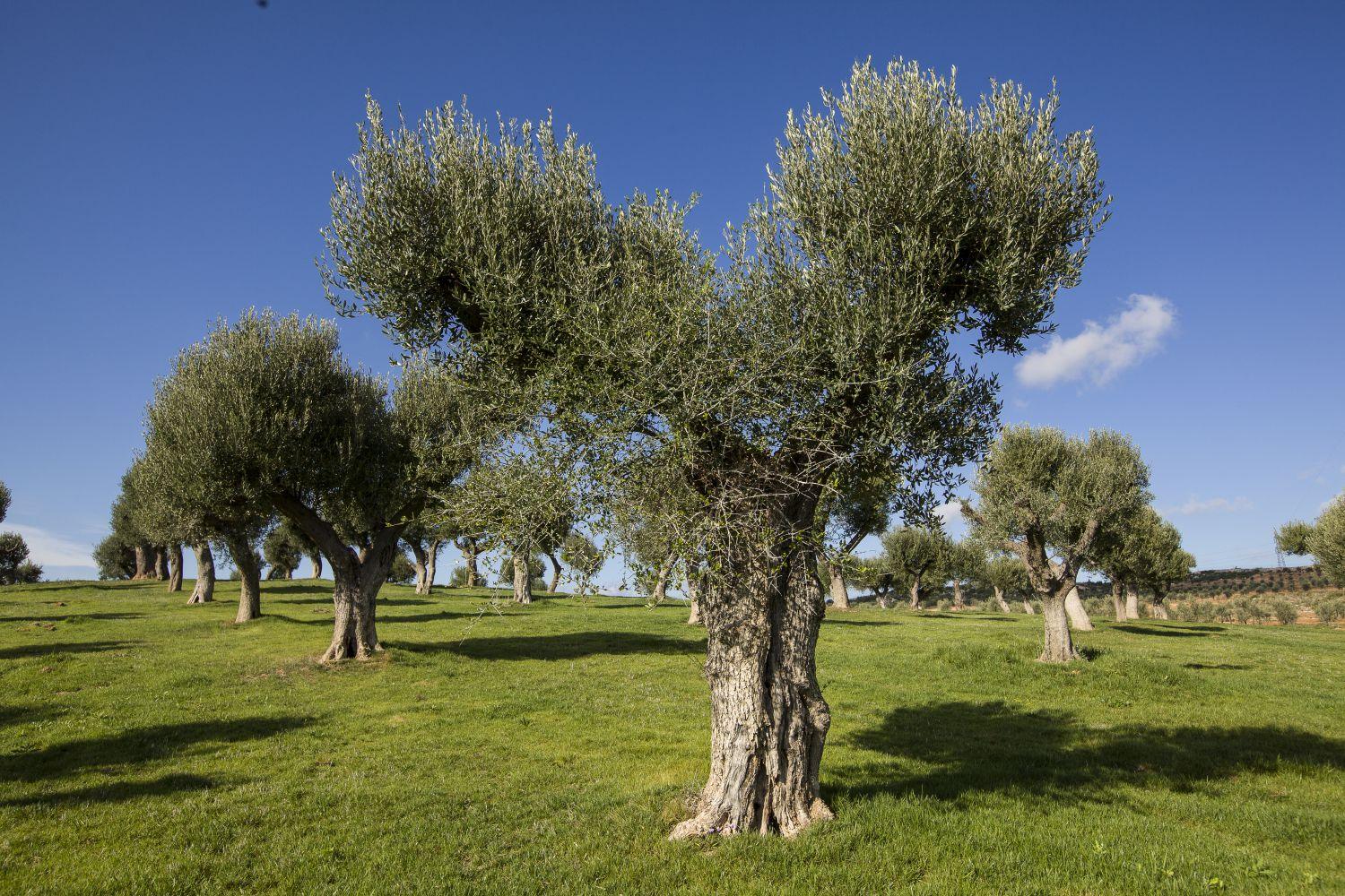 Venterra - Le Fineza - Home Interior Chalet Design