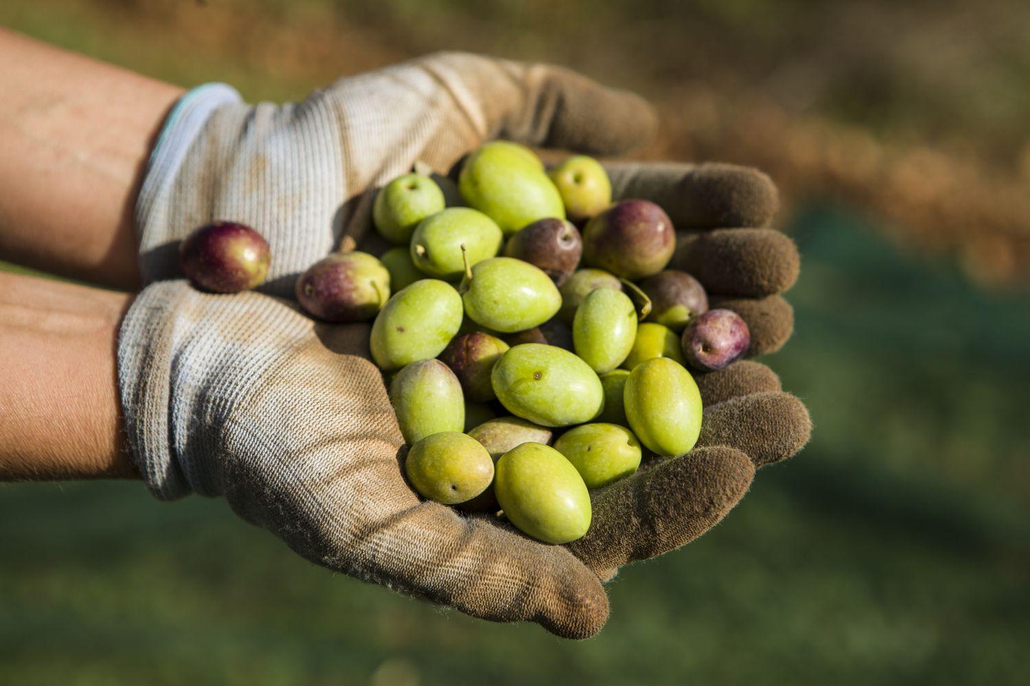 Venterra - Le Fineza - Home Interior Chalet Design