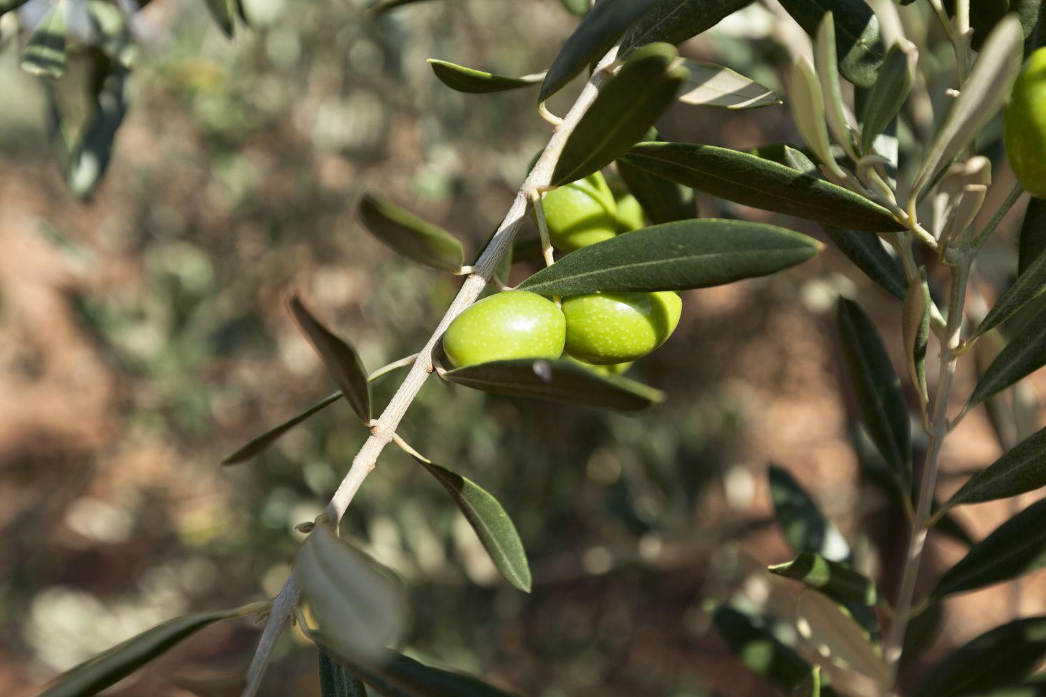 Venterra - Le Fineza - Home Interior Chalet Design