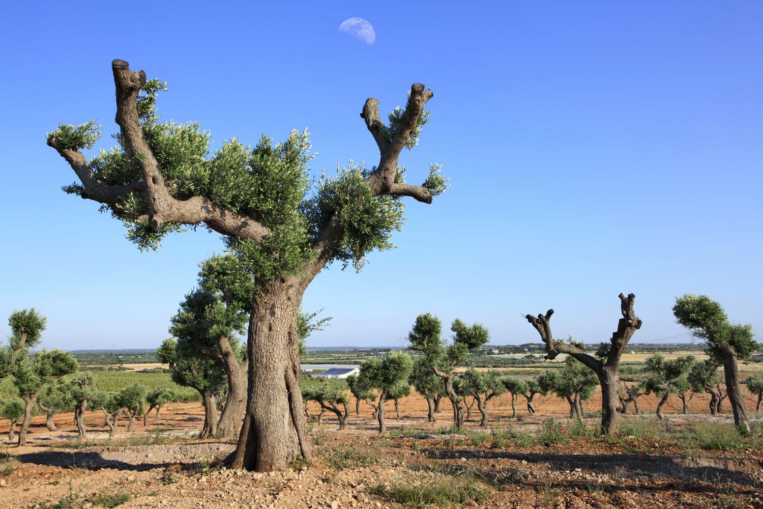 Venterra - Le Fineza - Home Interior Chalet Design